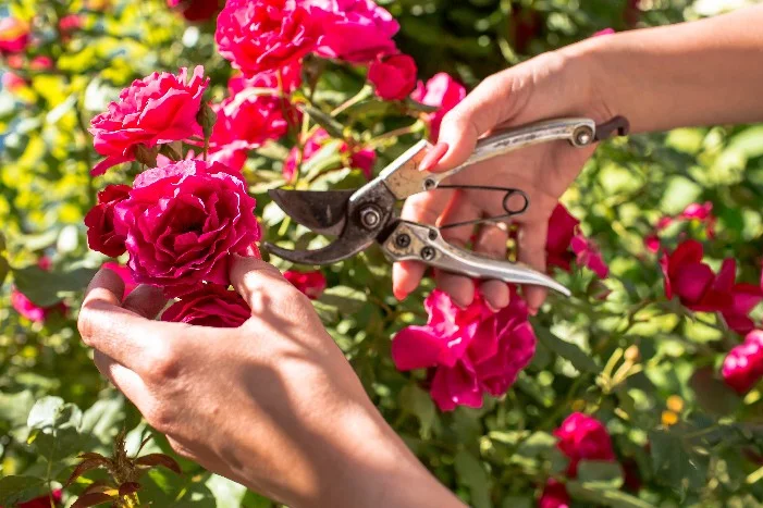 Hand beschneidet rote Rosen mit Gartenschere